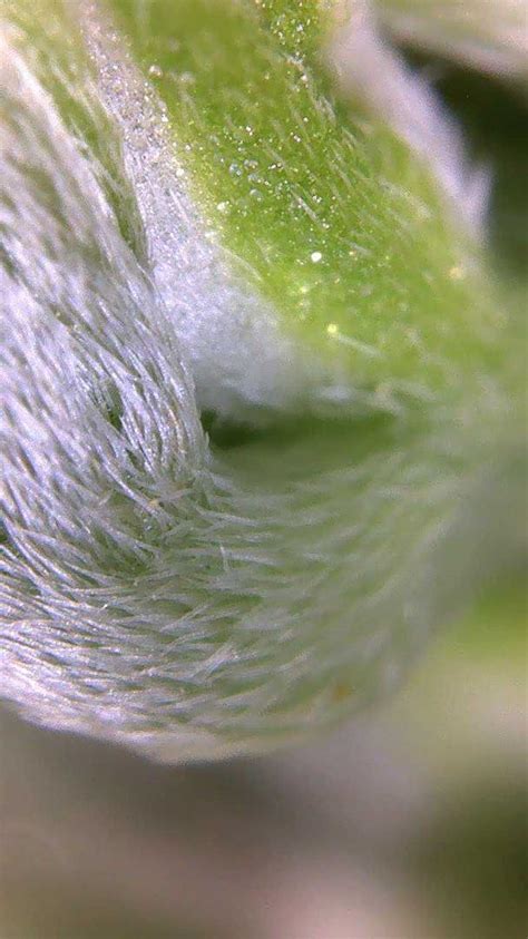 I bought a $100 digital microscope on amazon. This is a stem from a veg plant. : r/microgrowery