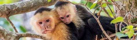 Capuchin Monkeys | New England Primate Conservancy