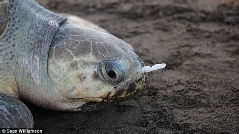 Petition · Ban plastic straws in California! - United States · Change.org