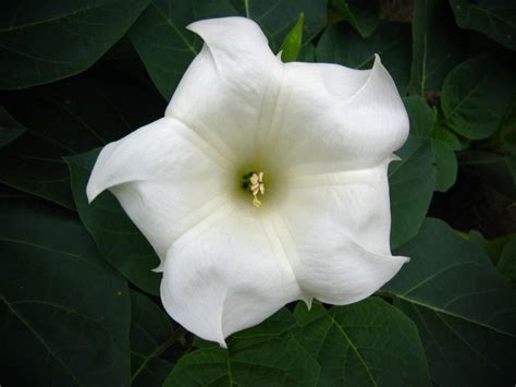 Moon flower seeds pack of 5 seeds at seedsnpots.com