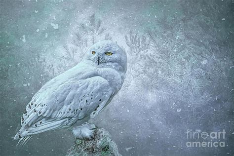 Snowy Owl in winter Photograph by Brian Tarr | Pixels