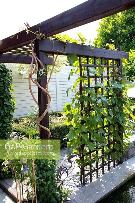 grape vine pergola pergola in small formal urban garden with grape vine ...