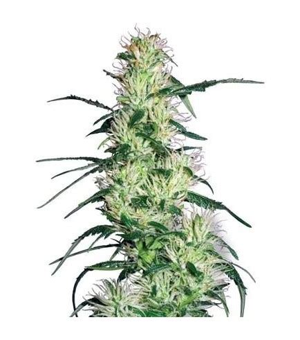 Purple Haze - Strain Information - Cannaconnection.com - Strain Information