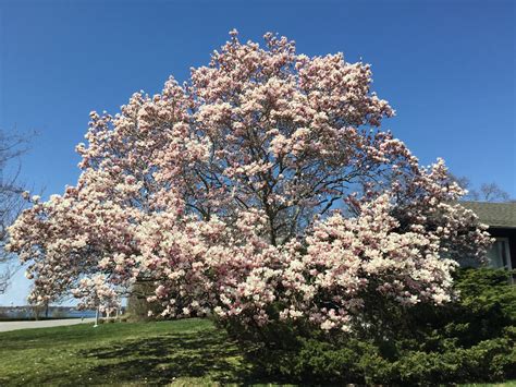 Tree of the Month: Saucer Magnolia - Shelter Island Friends of Trees