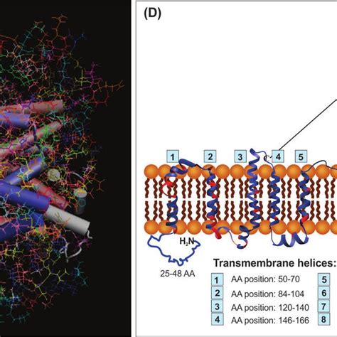 Schematic representation of the blood-brain barrier, astrocytes and... | Download Scientific Diagram