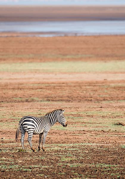 Safari in Tanzania