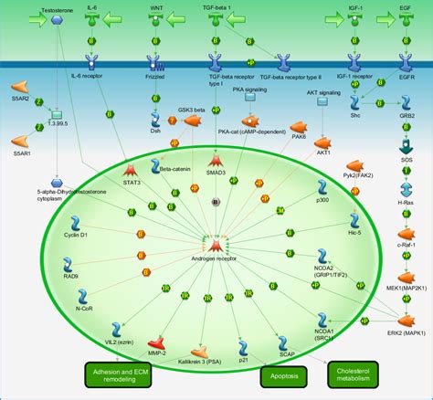 Transcription - Androgen Receptor nuclear signaling Pathway Map ...