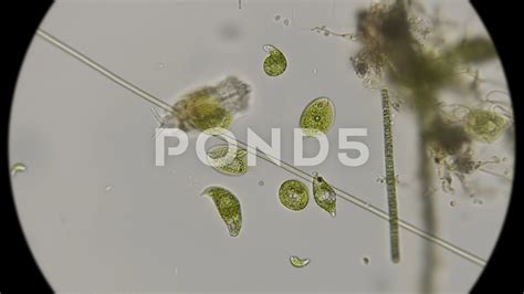 Euglena Cloudlab Quantifying Euglena Response To Light