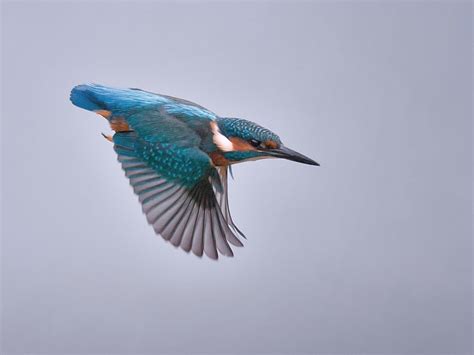 Kingfisher in flight | Tony McLean | Flickr