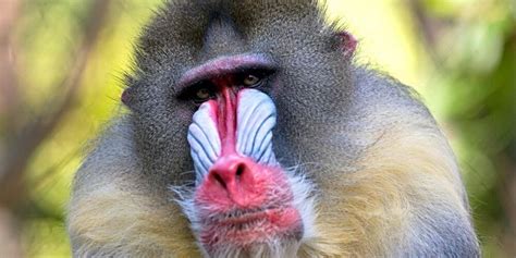 African Monkeys: 10 Iconic Monkeys To Spot On Safari ️