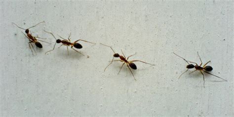 Tips for Humane, Nontoxic Ant Control | PETA