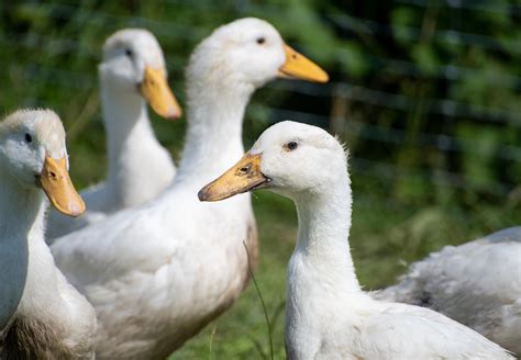 10 Facts About Ducks - FOUR PAWS Australia - Animal Welfare Charity