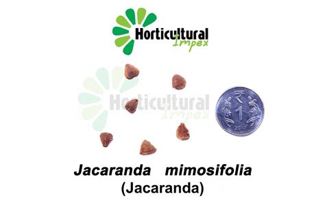 Jacaranda Mimosifolia Seeds, For Germination, Packaging Type: Packet at ...