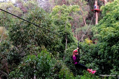 Zipline adventures in Maui's upcountry