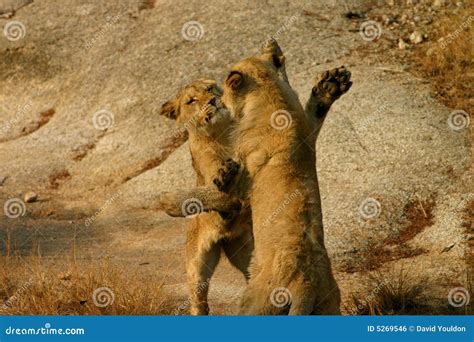 African lion cubs playing stock photo. Image of africa - 5269546