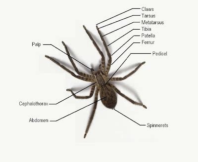 Spider Diagram | Michigan Spiders