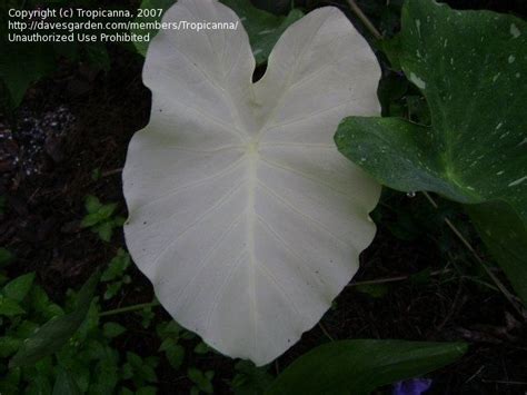 variegated elephant ears - Google ... | White plants, Plant leaves, Plants