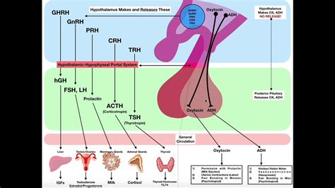 Overview of the Posterior Pituitary [Neurohypophysis] - YouTube