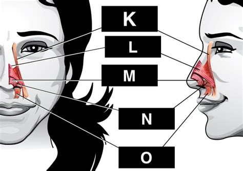 nose muscles Diagram | Quizlet