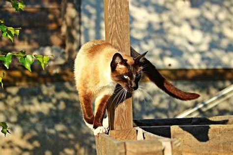 Siamese Cat: Personality and Behavior | Siameseofday