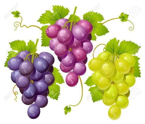 Three cluster of grapes Stock Vector - 12477223 | Виноград, Фрукты, Ягоды