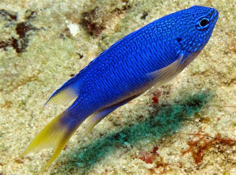 Damselfish | Fun Animals Wiki, Videos, Pictures, Stories