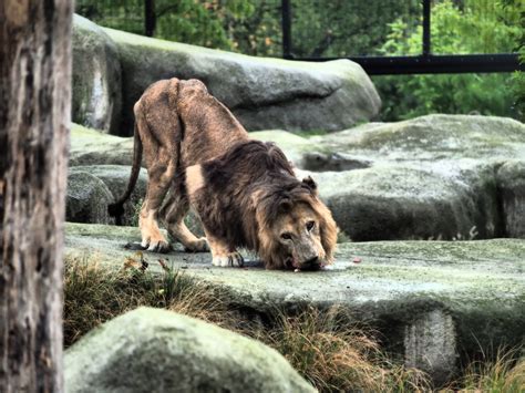 Réouverture du Parc zoologique de Paris: premiers bilans