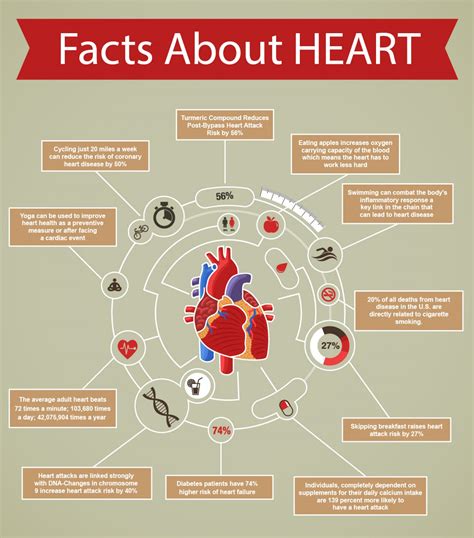 Human Heart Facts Unknown Facts Heart Facts About The Heart – Otosection