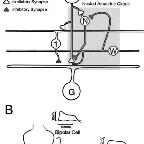 A , Schematic circuit diagram of the model. Shown are the different... | Download High-Quality ...