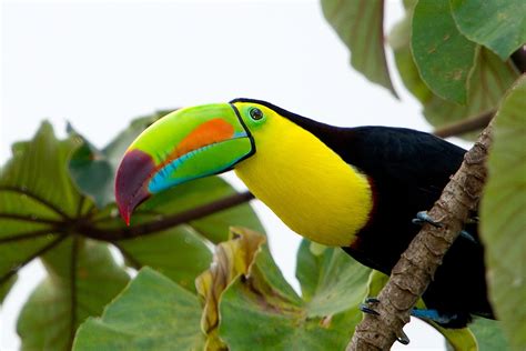 Playing with Papercrafting: The Power of Toucans