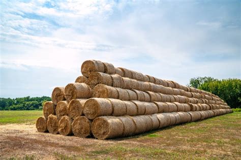 Hay Bales on the Field. Hay Bales are Stacked on the Field in Large Stacks Stock Image - Image ...