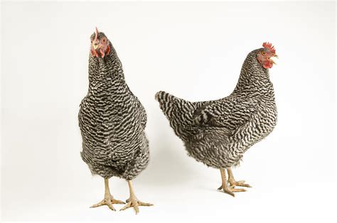 Barred Rock Hen Chickens Photograph by Joel Sartore