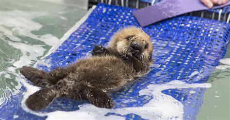 Orphaned Baby Otter Learning To Swim At Chicago's Shedd Aquarium ...