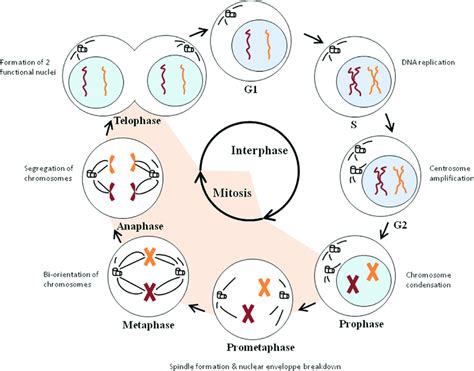 Mitosis Interphase G1 S G2