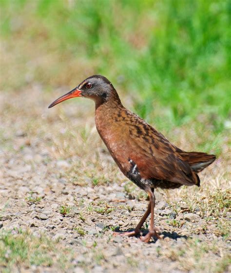 NW Bird Blog: Virginia Rail