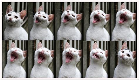 cat expressions. | Cat expressions, Cute cats, Cat pics