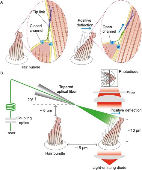 Inner Ear Hair Cell Regeneration 2024 - Kelsy Mellisa