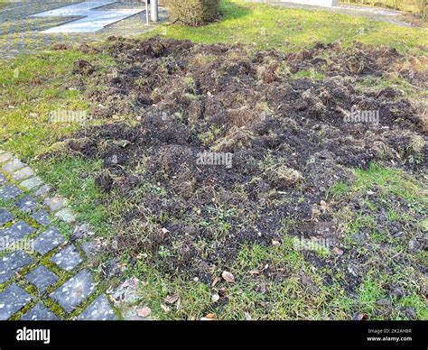 Wild boar tracks Stock Photo - Alamy