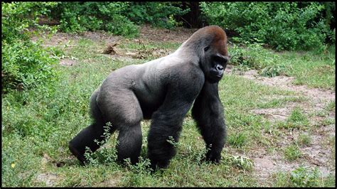 cross-river-gorilla - Google Search | Gorilla, Silverback gorilla, Mountain gorilla