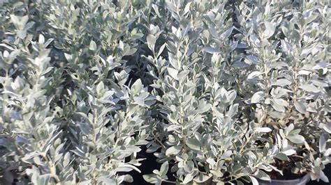 Silver Buttonwood Hedge | White flowering plants, Wholesale plants ...