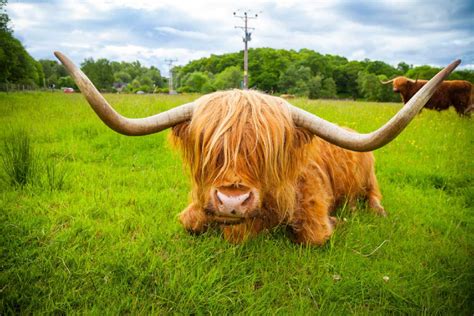 Highland Cow Wallpaper - Wallpaper Sun