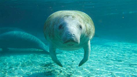 Florida manatee with 'Trump' scraped into back spurs a federal ...