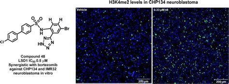 When combined, a novel LSD1 inhibitor and an existing therapy enhance each other's anti-cancer ...