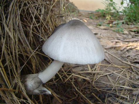 Cultivation Paddy-straw mushroom : agri learner