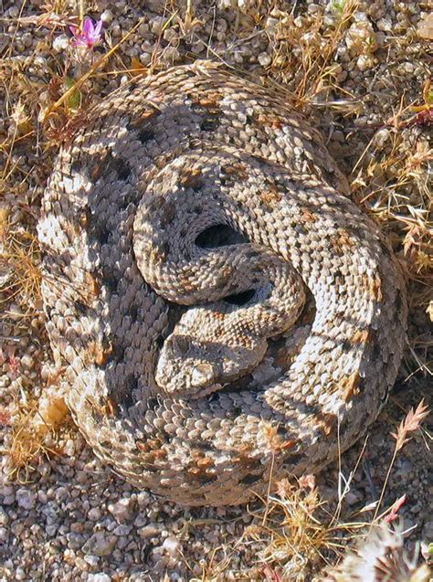 Sidewinder Rattlesnake | The Animal Facts | Appearance, Diet, Behavior