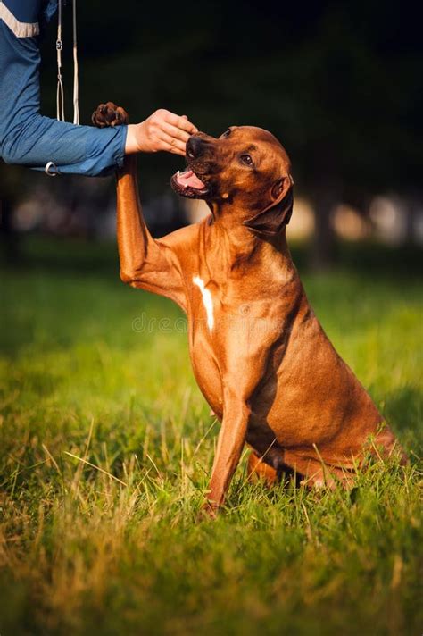 Rhodesian Ridgeback Dog Training Stock Photo - Image of beige, brown: 49414966