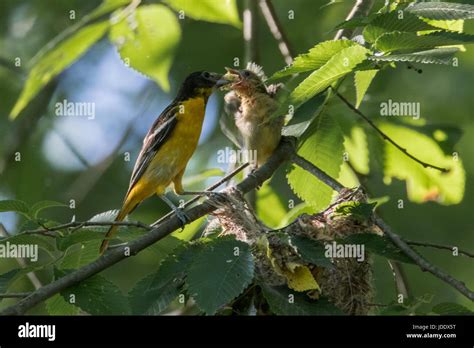 Baltimore Oriole nest Stock Photo - Alamy