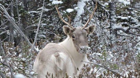 Caribou's eye view: Quebec researchers plan to equip herd with body ...