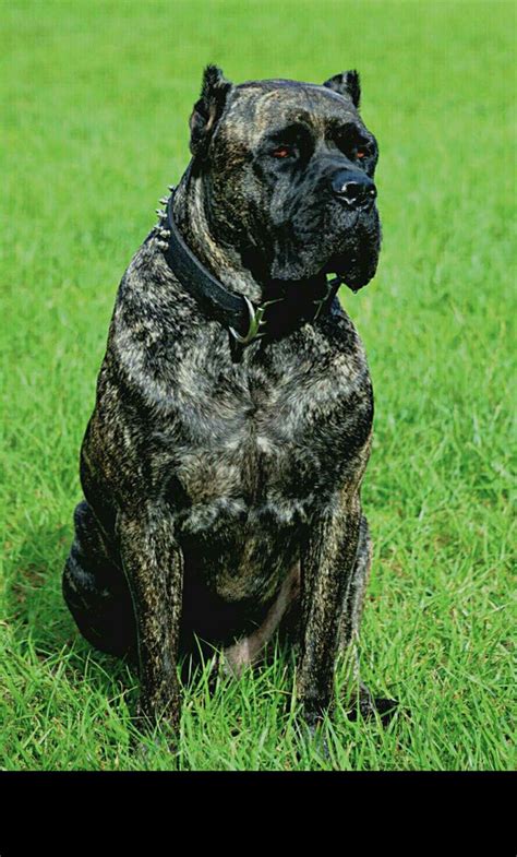 27+ Cane Corso Mastiff Training Picture - Bleumoonproductions