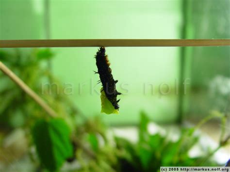 photo gallery: time-lapse, part 6: pupating caterpillars | thinkoholic.com